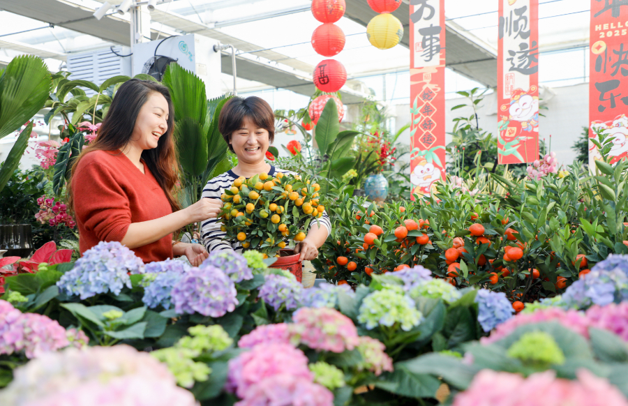 内蒙古呼和浩特：选购鲜花迎新年